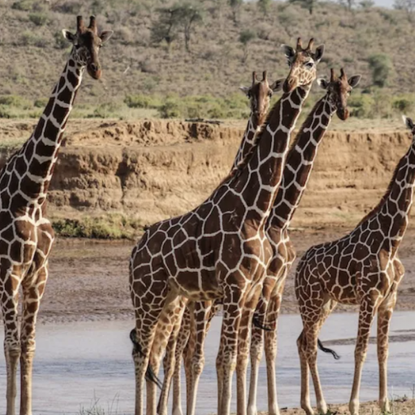 Top 3 places to visit in Nairobi